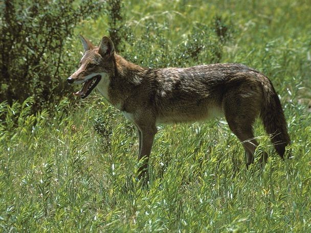 Coyote